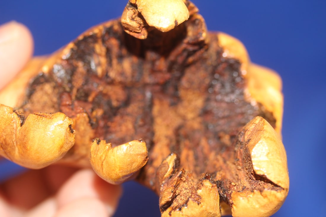 Root Wood Owl - 7