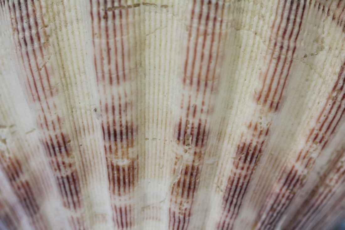 A Shell Art - 8