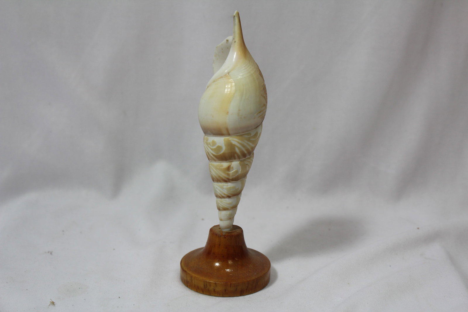 A Shell Art - 2