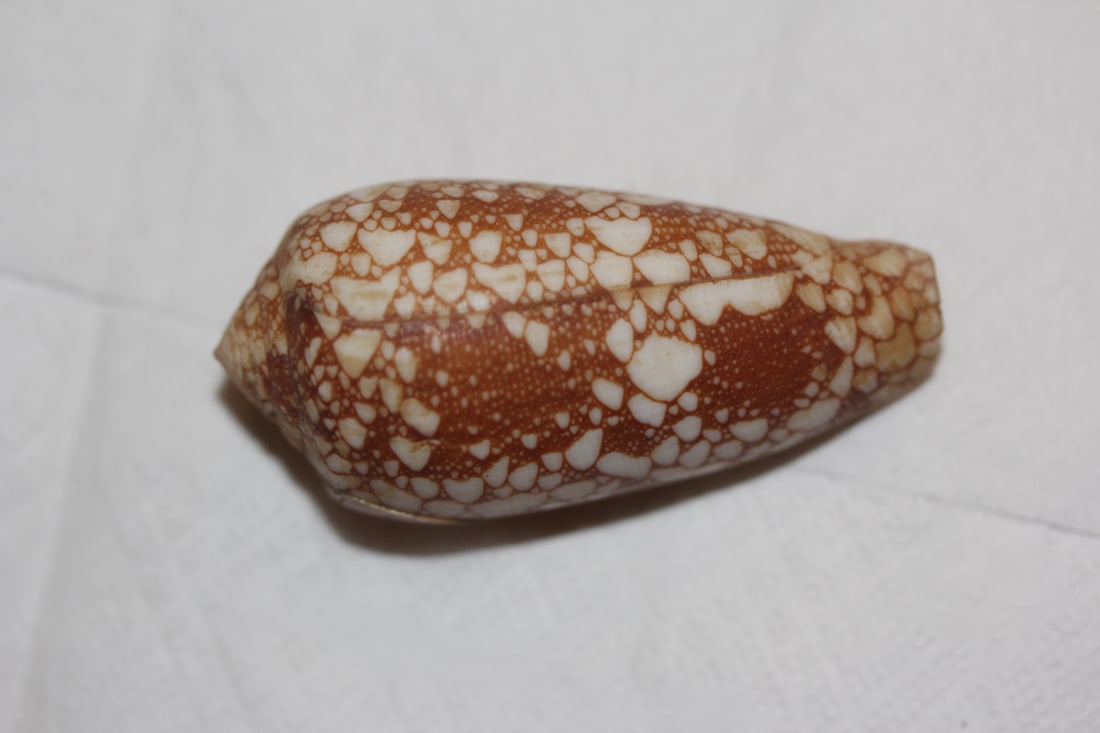 Decorative Conch Shell: as shown