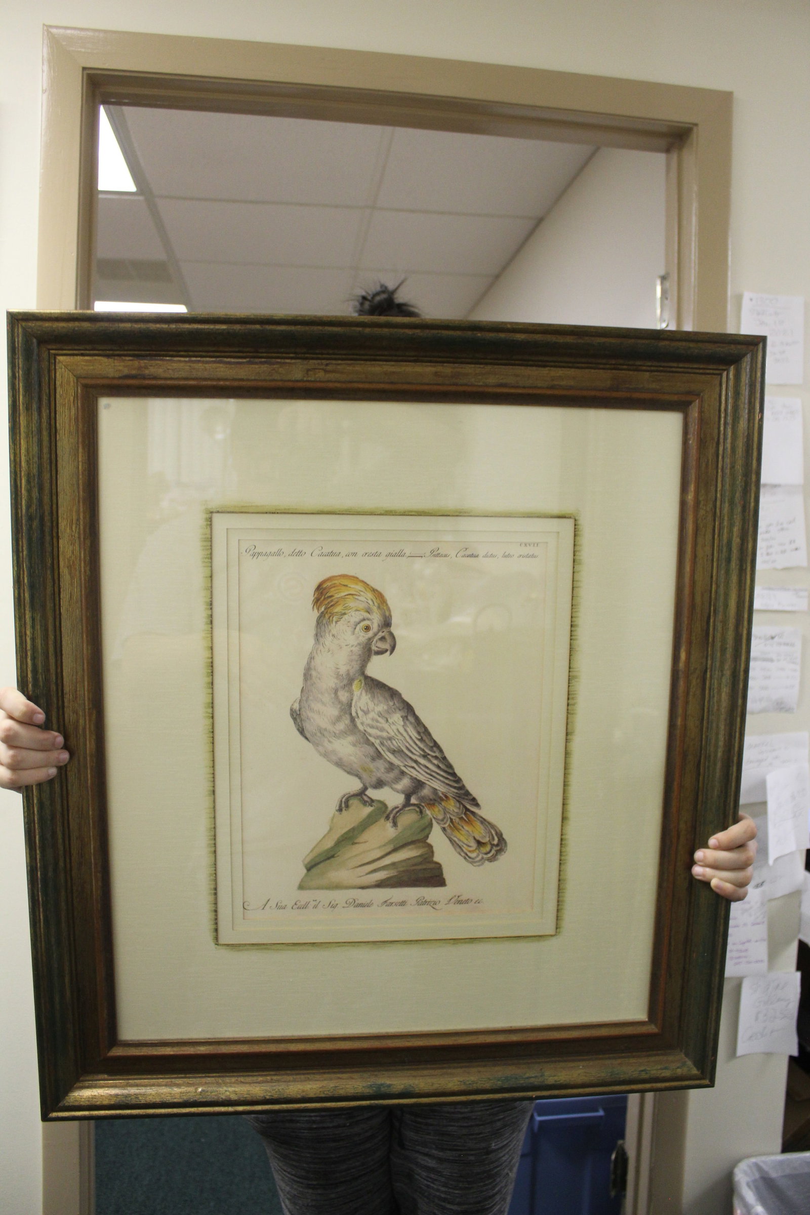 A Framed Print of a Parrot: overall= 28" x 25"