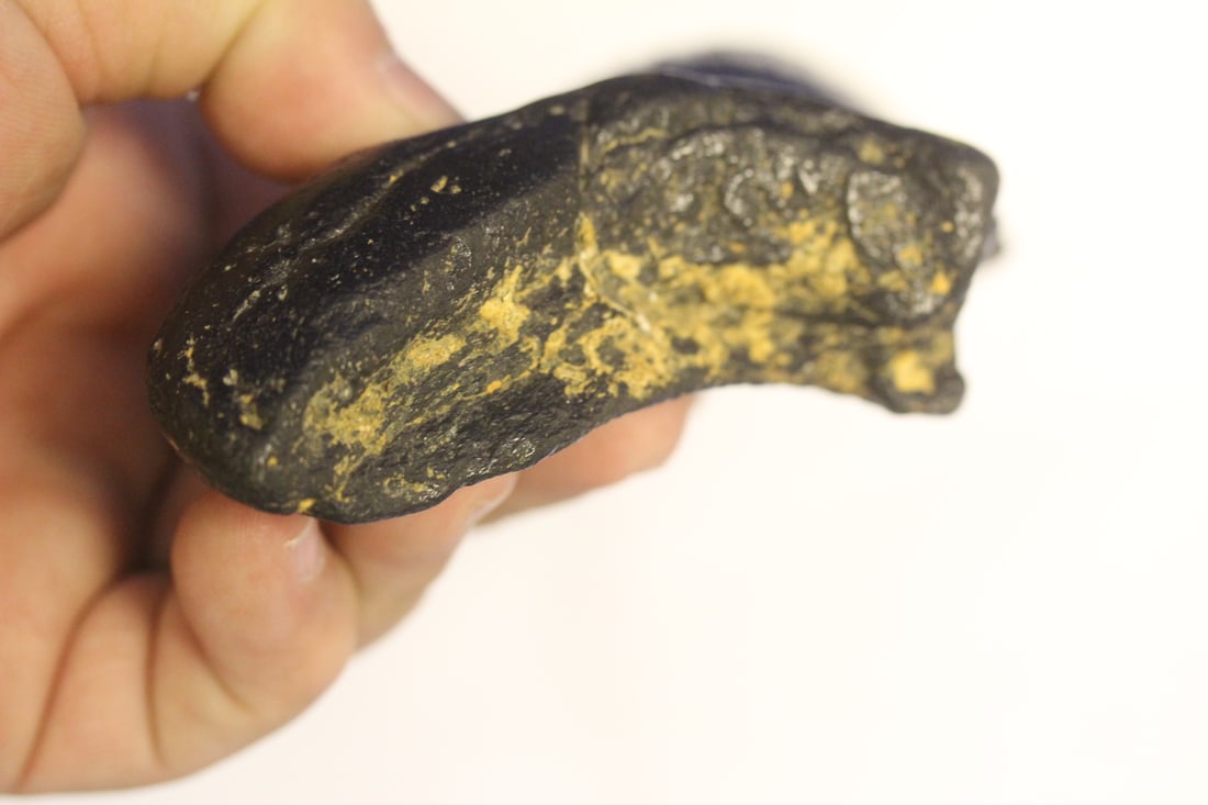 A Partial Megalodon Tooth - 4