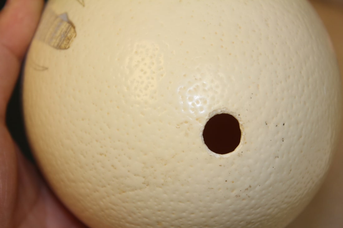 Ostrich Egg - 2
