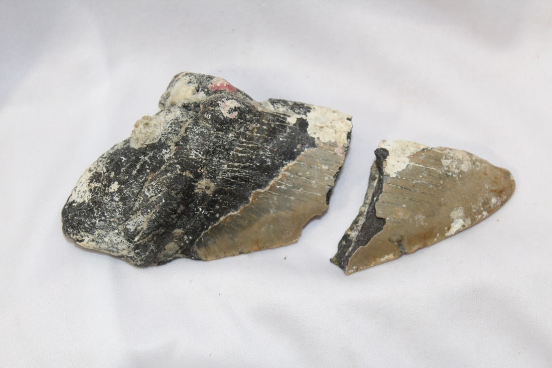 A Large Partial Megalodon Tooth: 5 3/4" long when attached - broken - as found