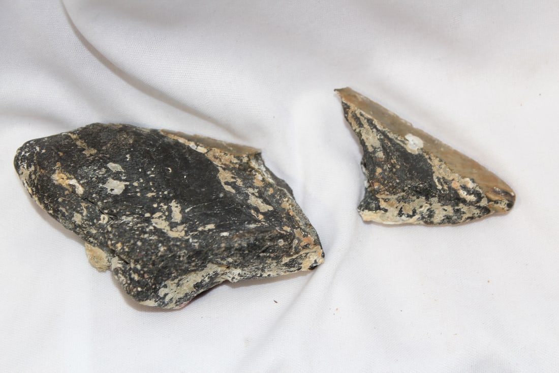 A Large Partial Megalodon Tooth - 2