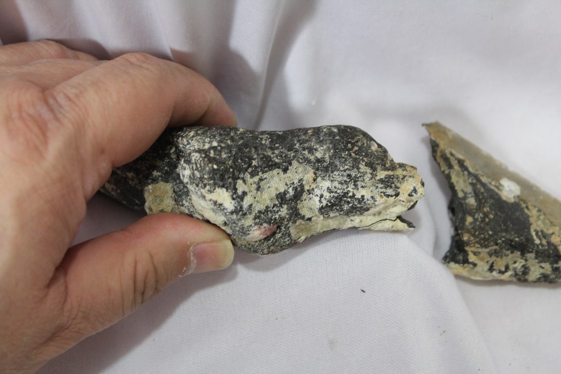 A Large Partial Megalodon Tooth - 3