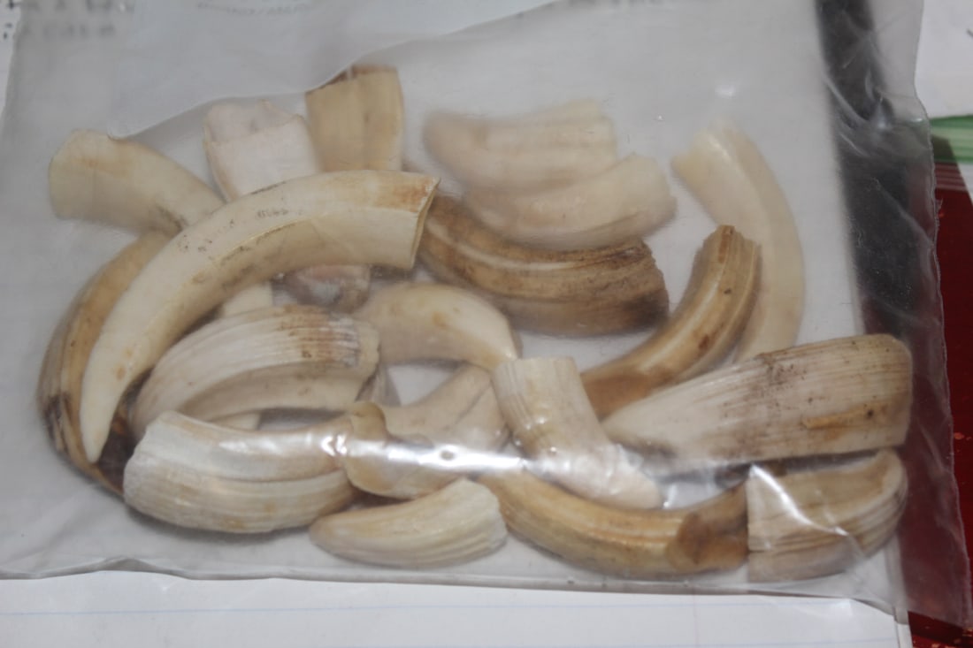 Lot of Warthog Tusks (1 of 3)