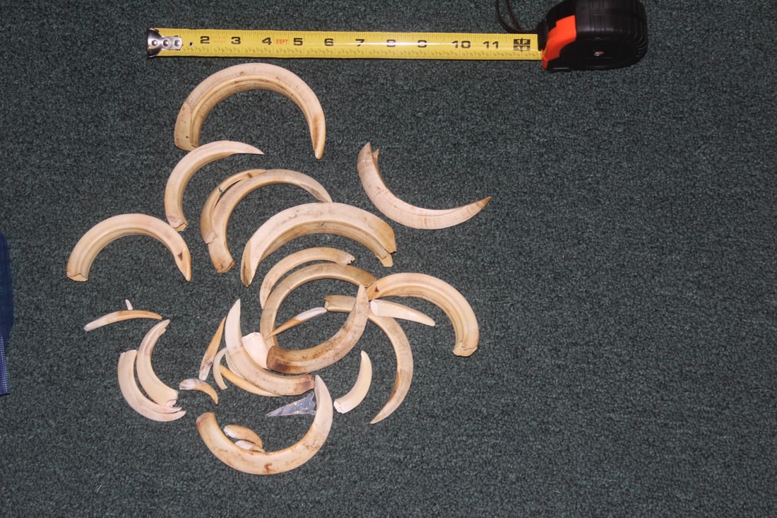 Lot of Warthog Tusks: largest= over 5 inches long (straight line measurement)