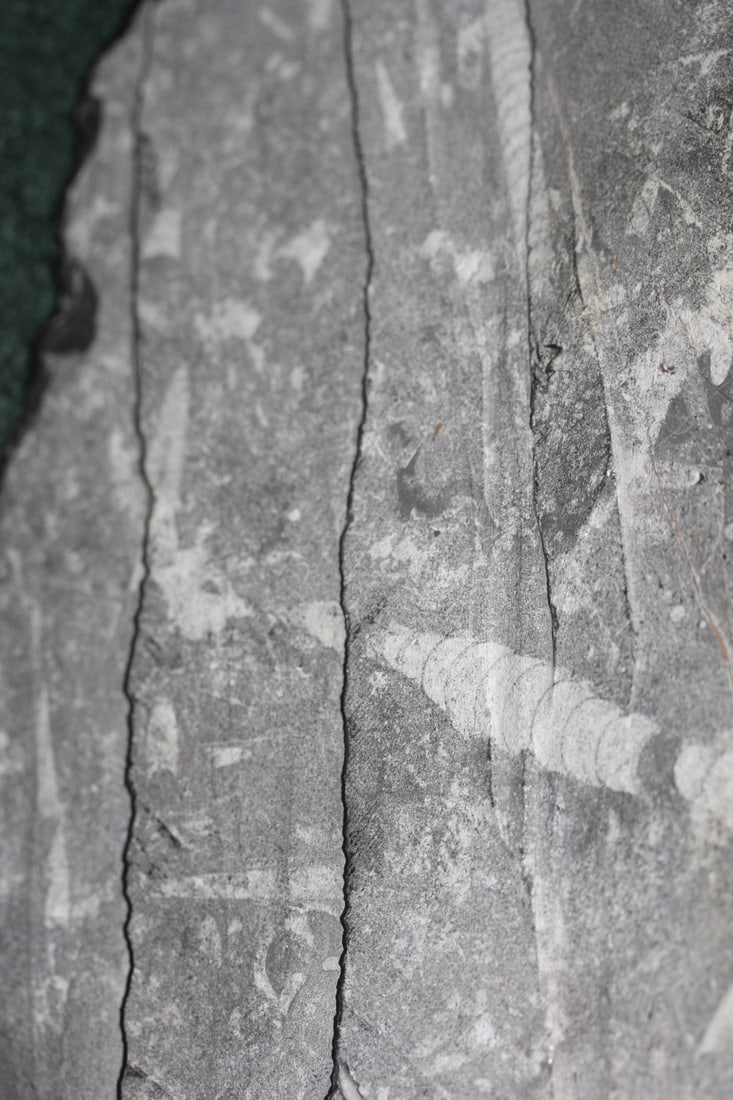 A Fossil - 5