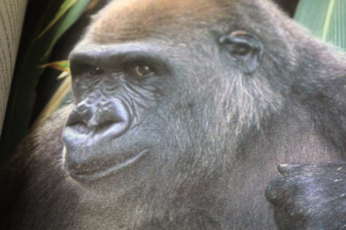 Hardcover Book - Zoo - First Edition - 6