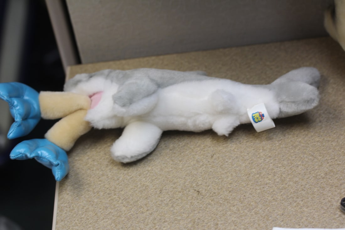 Good Stuff Shark Stuffed Animal: 11 1/2" across