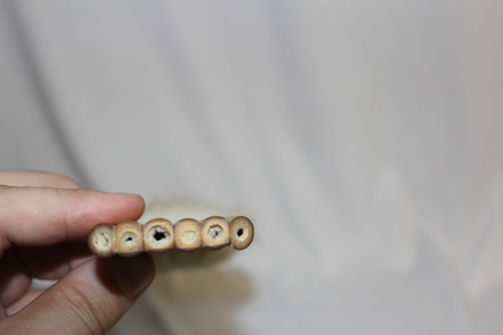 A Chinese Bamboo Brush - 2