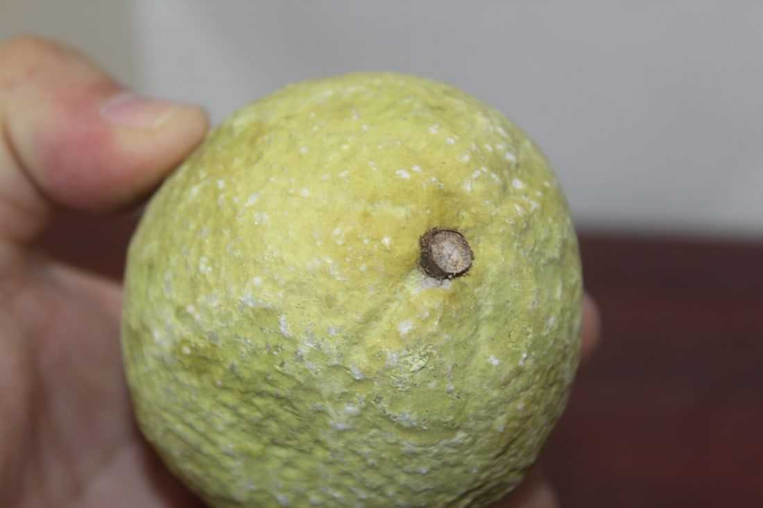 A Real Size Stone Lemon - 7