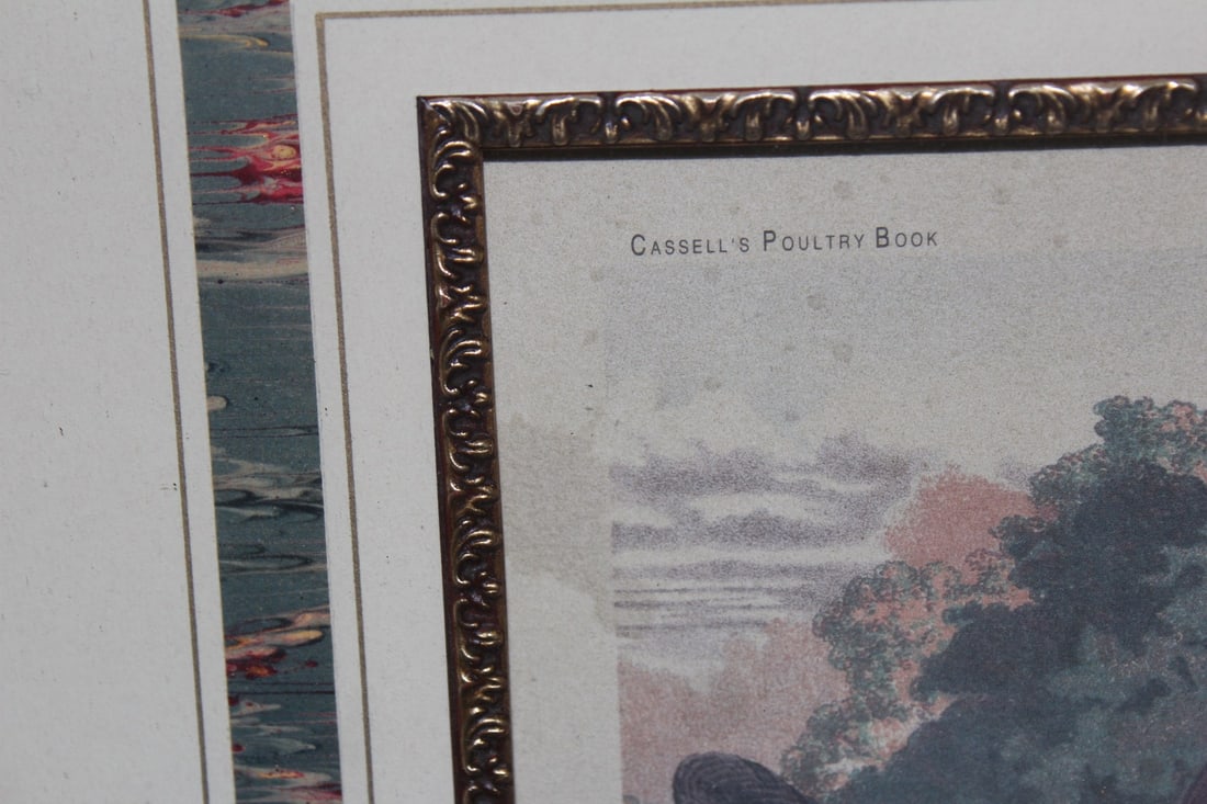 A Nicely Framed Lithograph of a Chicken - 3