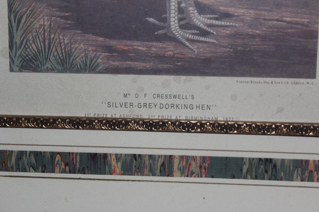 A Nicely Framed Lithograph of a Chicken - 4