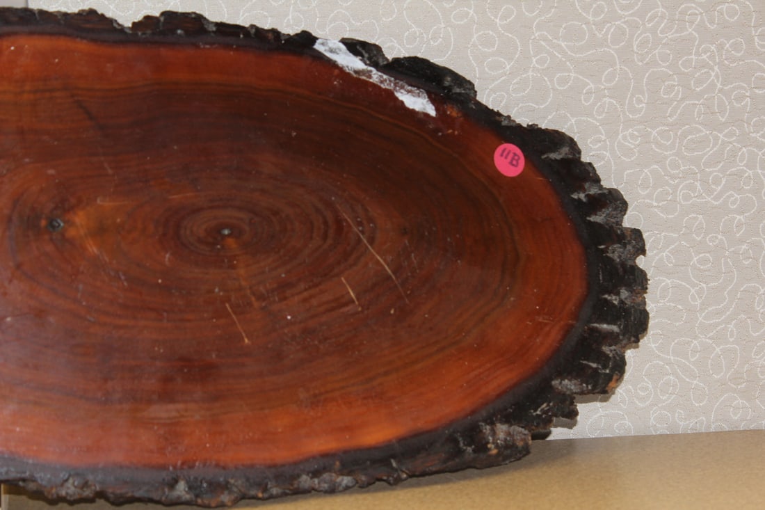 Slice of Cypress Wood - 4
