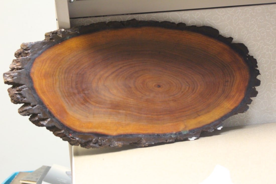 Slice of Cypress Wood - 5