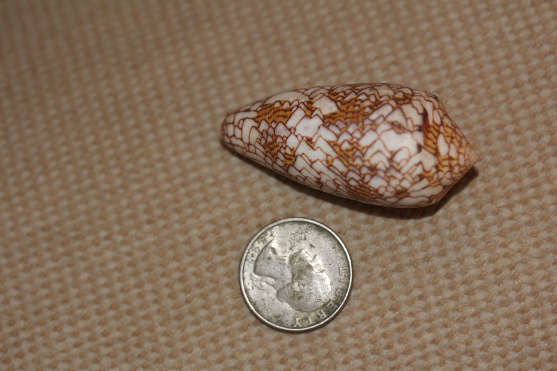 Conch Shell - 5