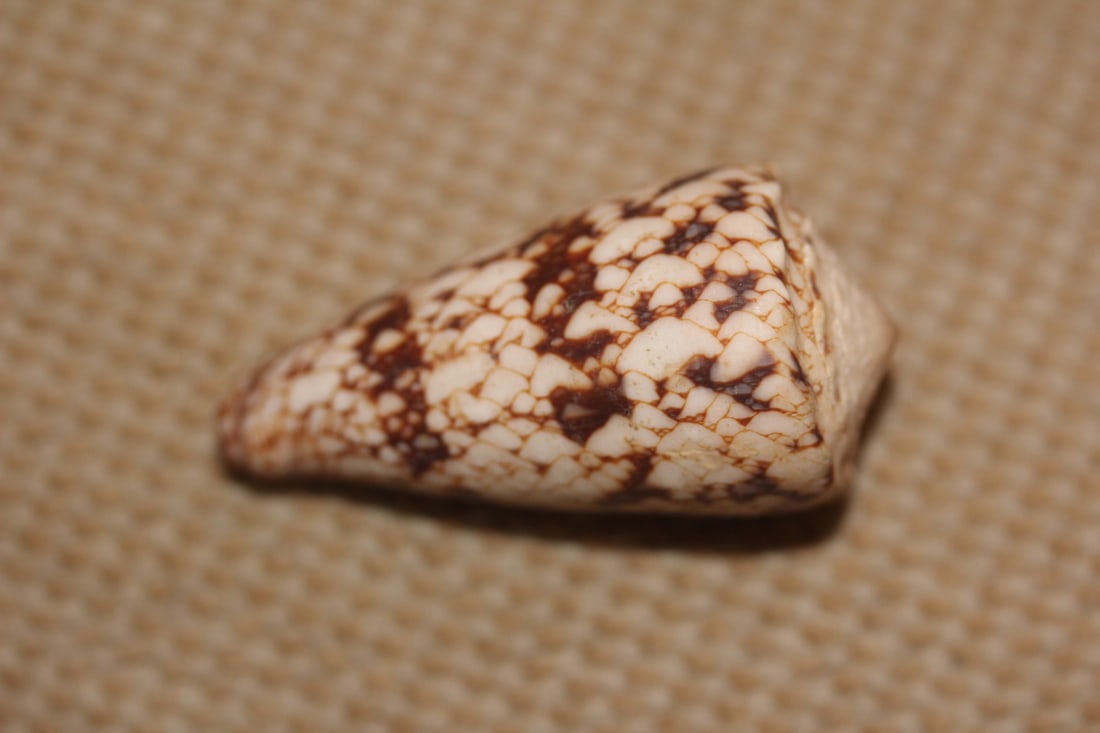 Conch Shell: as shown