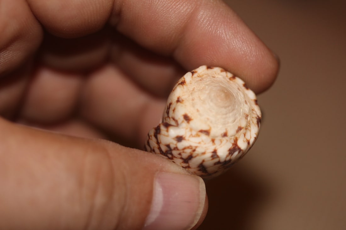 Conch Shell - 4
