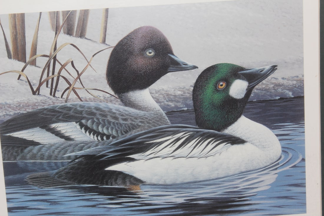 Framed Duck and Stamp Print by Ken Bucklew - 5