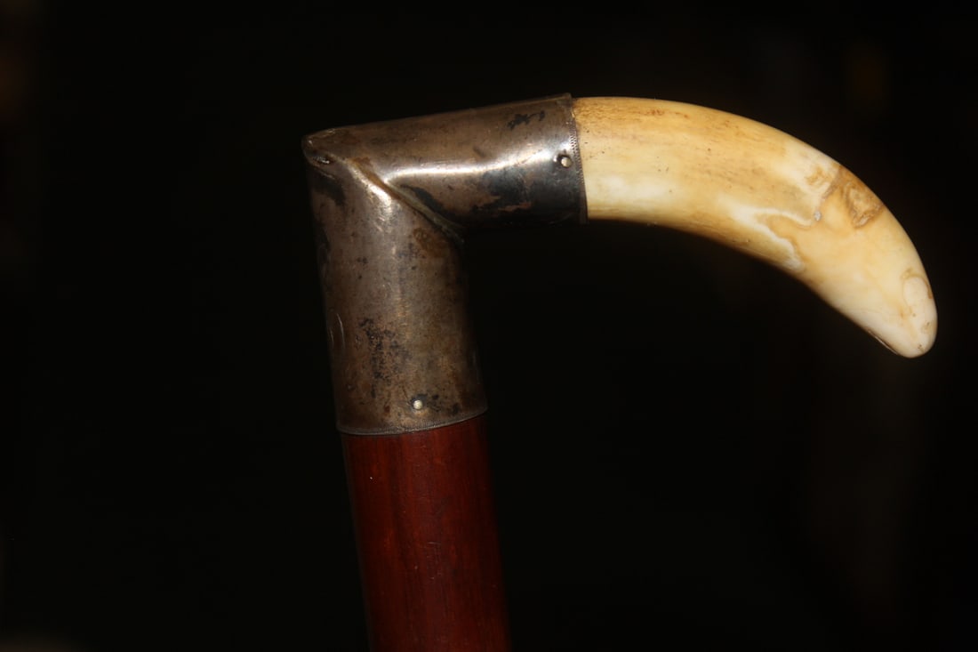 Antique Boar Tooth Cane Handle - 2