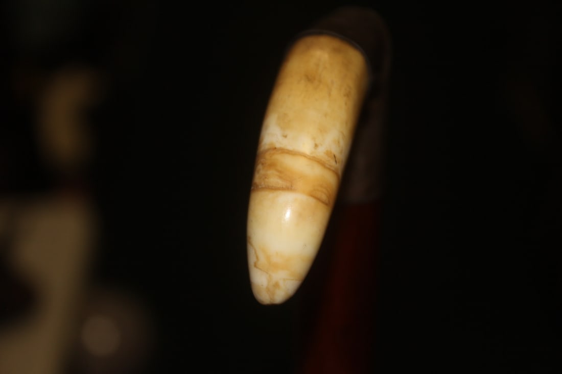 Antique Boar Tooth Cane Handle - 4