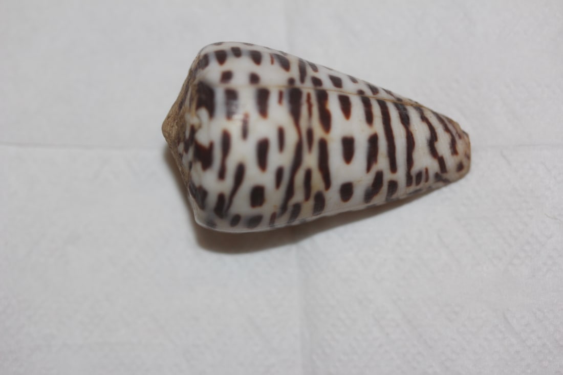 Decorative Conch Shell: as shown