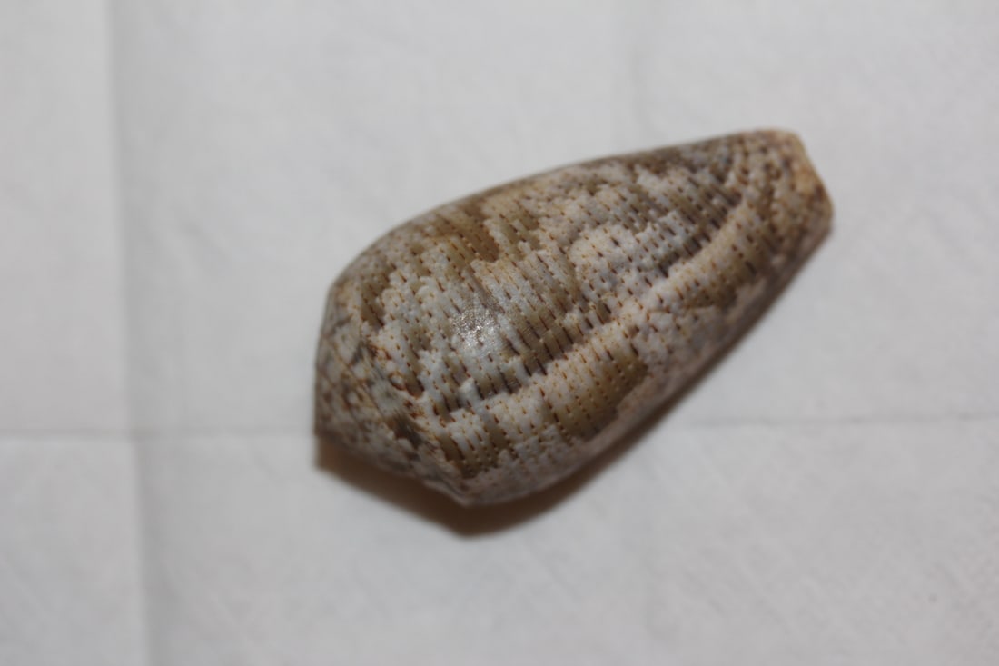 Decorative Conch Shell: as shown