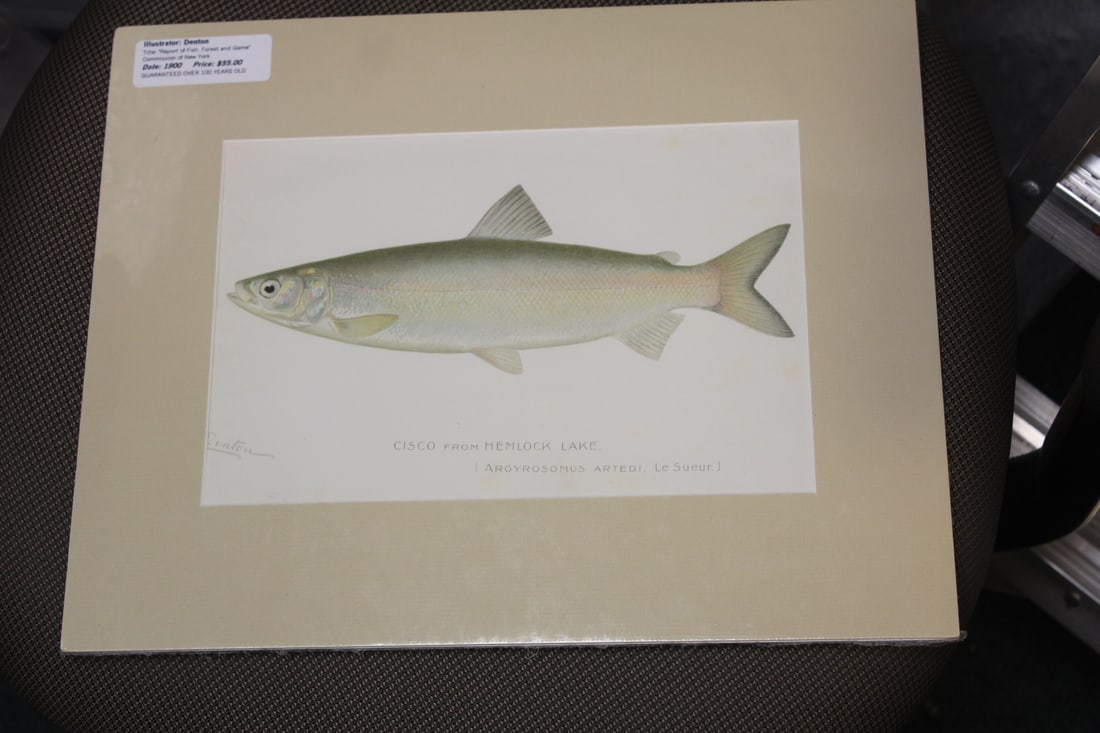 Denton Fish Etching/Illustration: overall= 15" x 12"