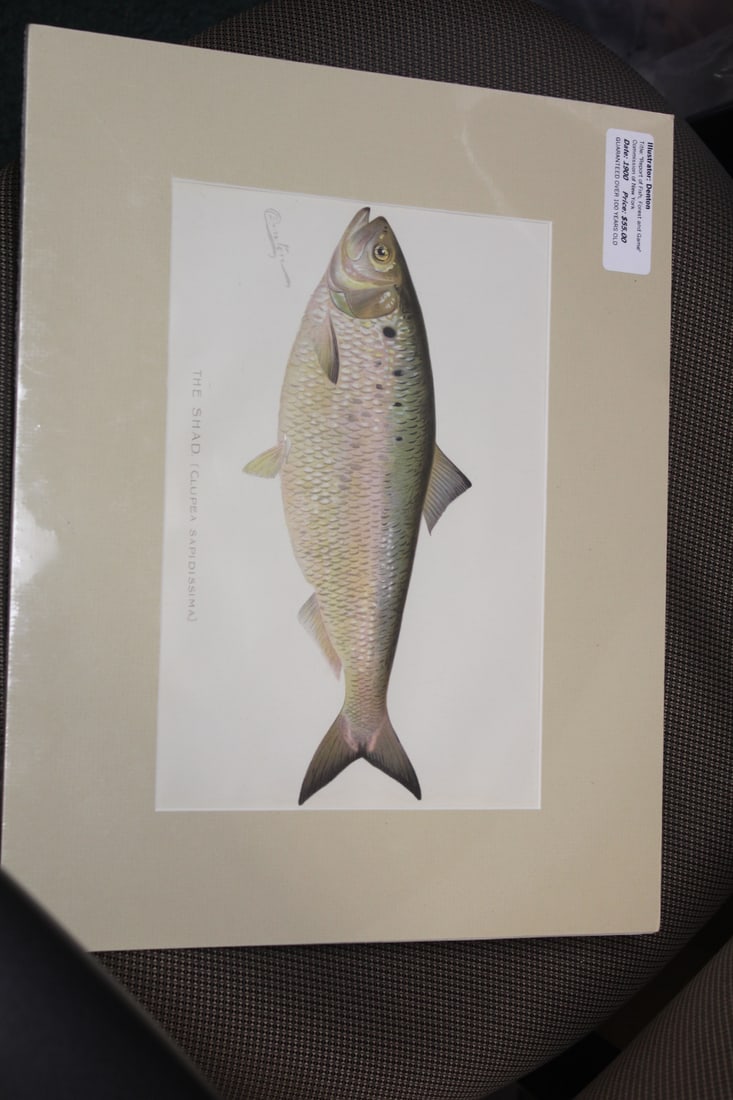 Denton Fish Etching/Illustration: overall= 15" x 12"