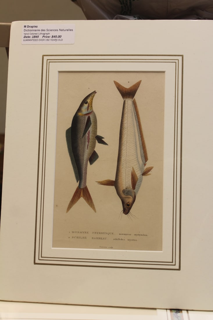 M. Drapiez Lithograph on Fish: overall= 10" x 13 1/4"
