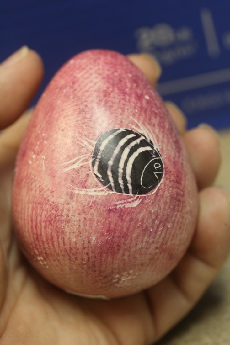 Pink Stone Fish - 3