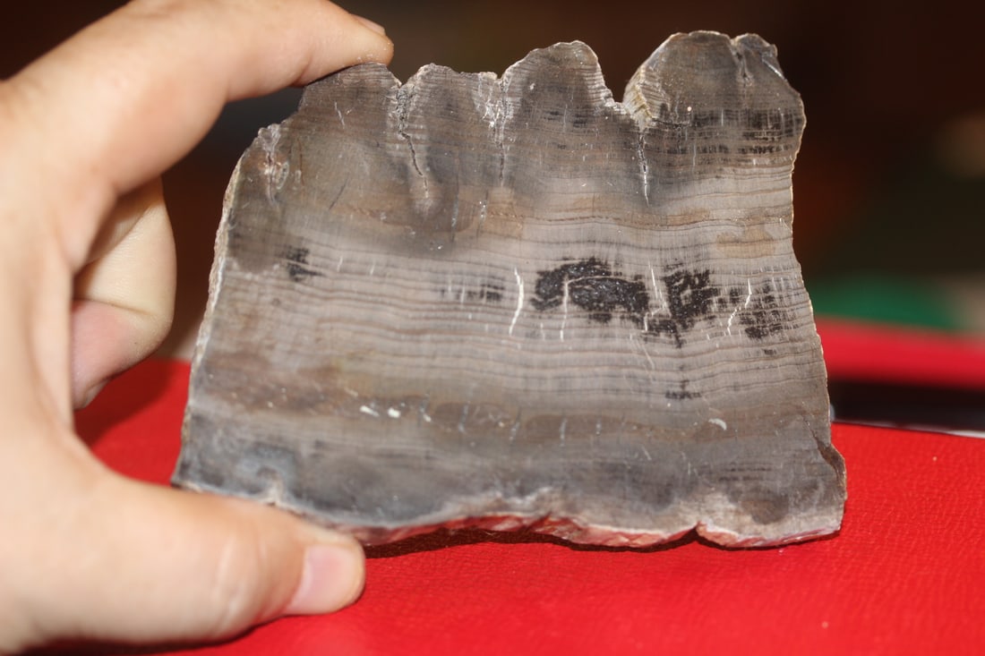 A Slap of Geo or Petrified Wood: 4 1/2" long