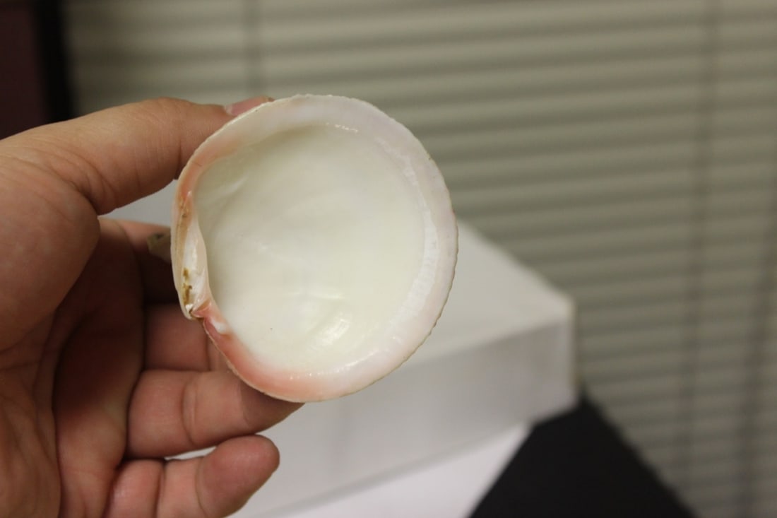 A Shell Art - 5