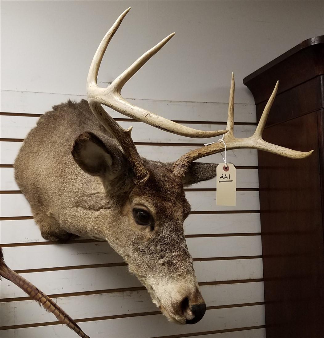 DEER HEAD MOUNT (1 of 2)