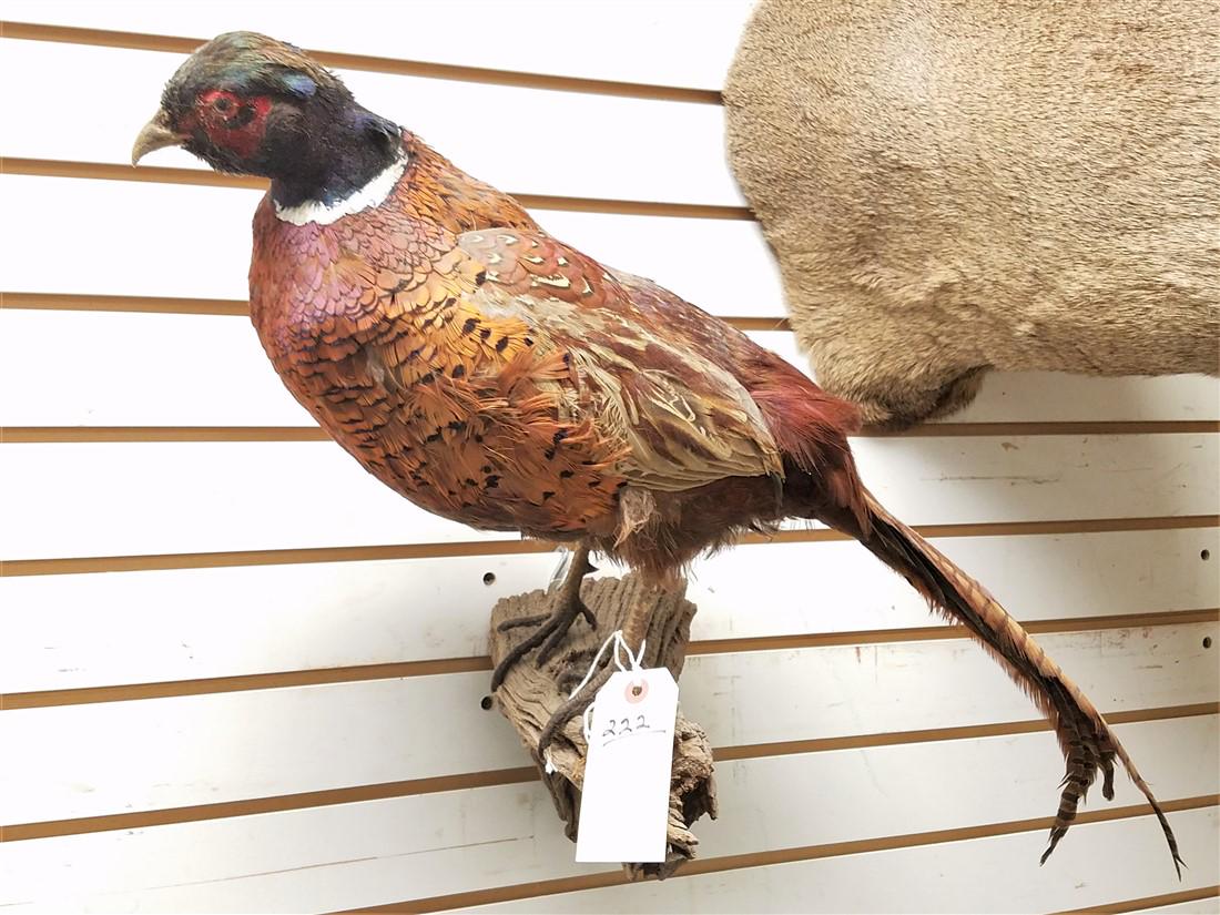 FULL PHEASANT MOUNT (1 of 1)