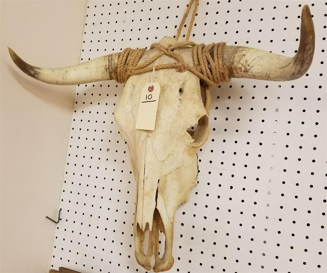 COW SKULL (1 of 1)