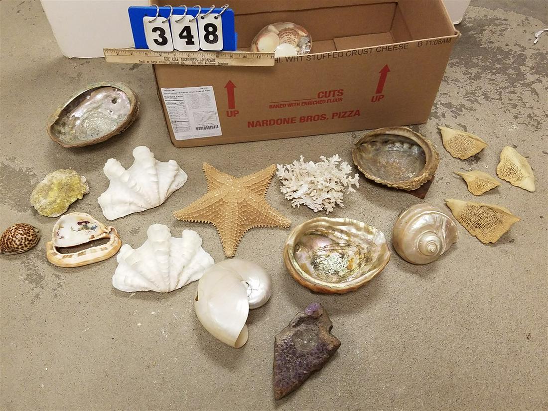 BX. SHELLS, CORAL, ETC.: BX. SHELLS, CORAL, ETC.