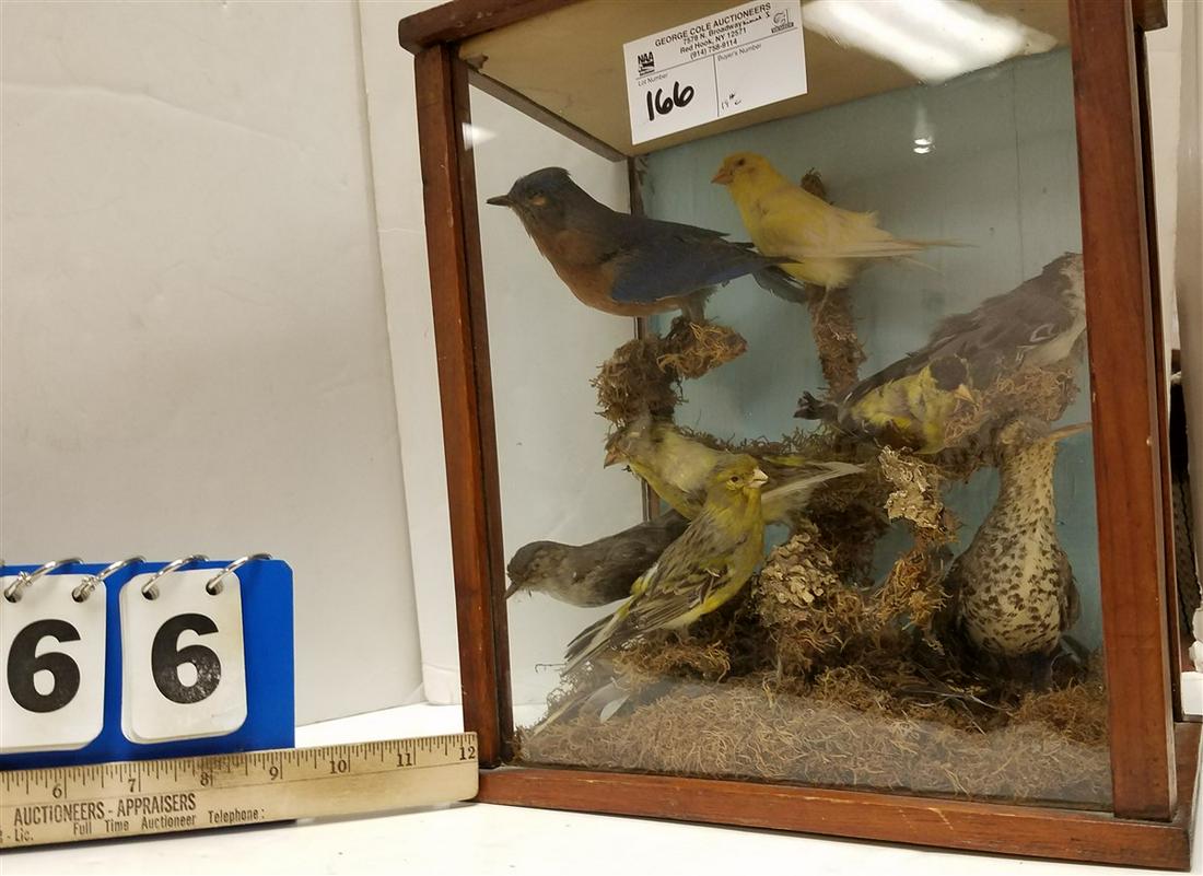19th c. TAXIDERMY DIORAMA W/ 8 BIRDS, 13.25"H X 11.25"W: 19th c. TAXIDERMY DIORAMA W/ 8 BIRDS, 13.25"H X 11.25"W X 7.25"D