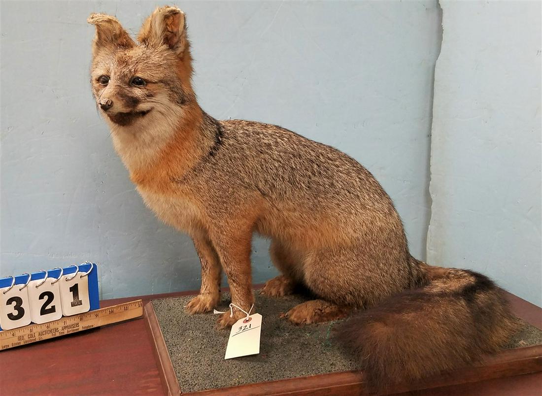 FULL MOUNT FOX TAXIDERMY: FULL MOUNT FOX TAXIDERMY