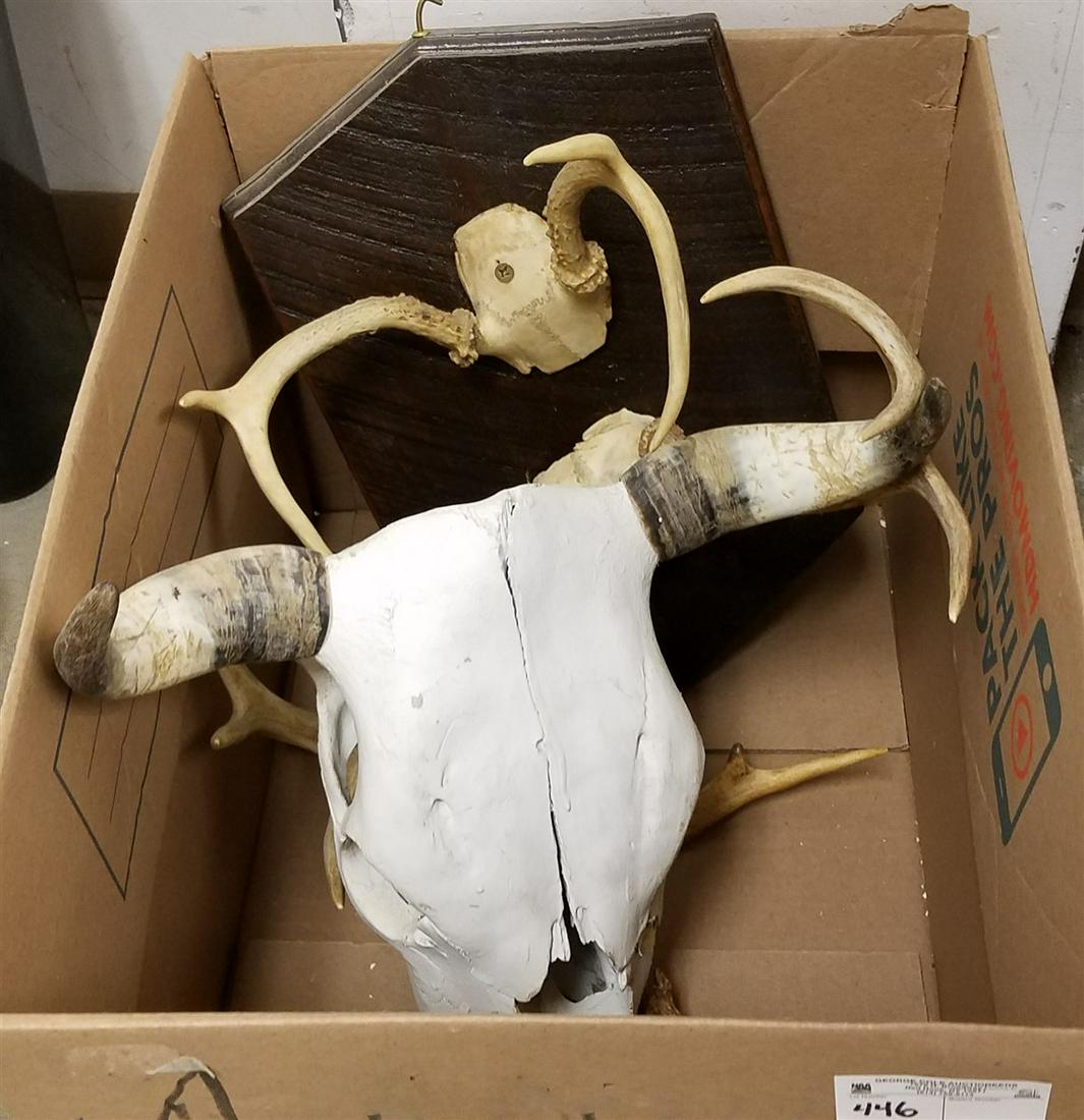 BX COW SKULL + MOUNTED DEER ANTLERS (1 of 3)
