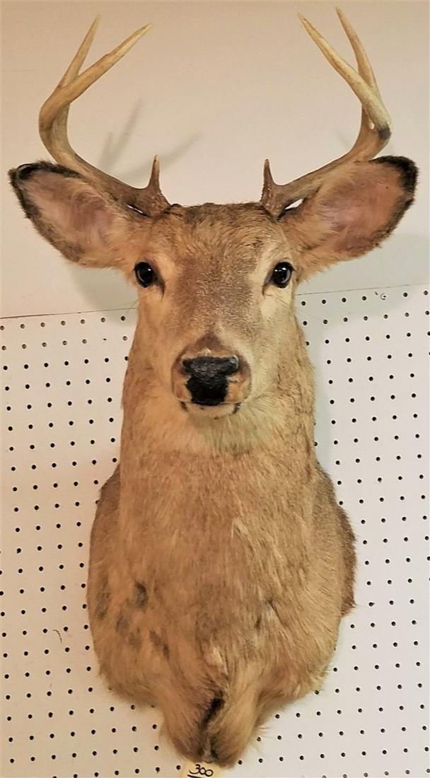 MOUNTED DEER HEAD, 8 PTS. (1 of 4)