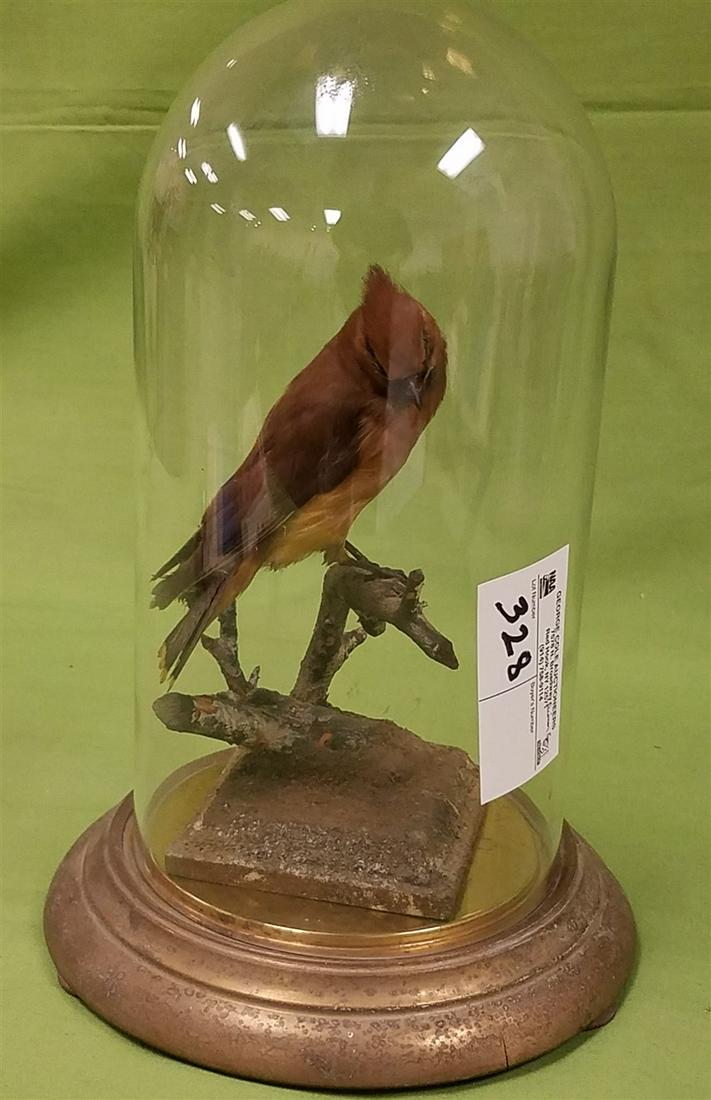 GLASS DOME W/ MOUNTED BIRD (1 of 4)