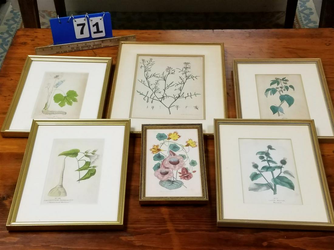 BX/ 6 FRAMED 19th c. HAND COLORED BOTANICAL ENGR. (1 of 7)