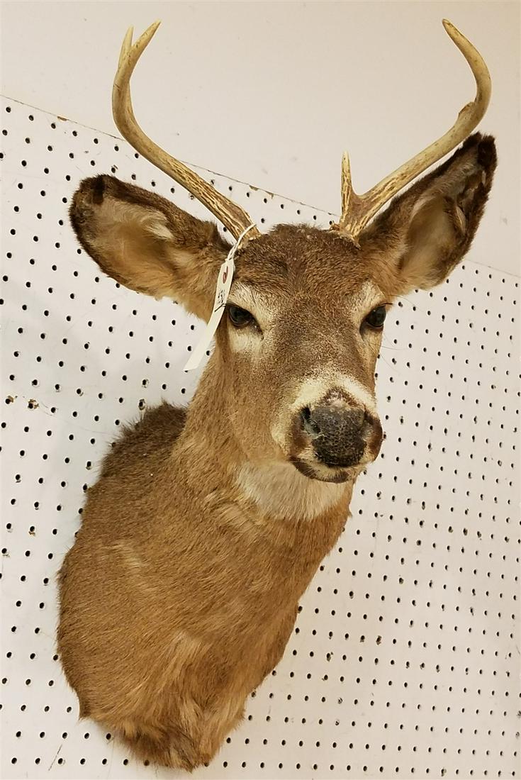 MOUNTED 4 POINT DEER HEAD (1 of 2)