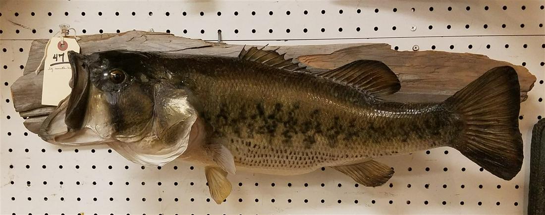 MOUNTED TAXIDERMY LARGE MOUTH BASS, 23"L (1 of 2)