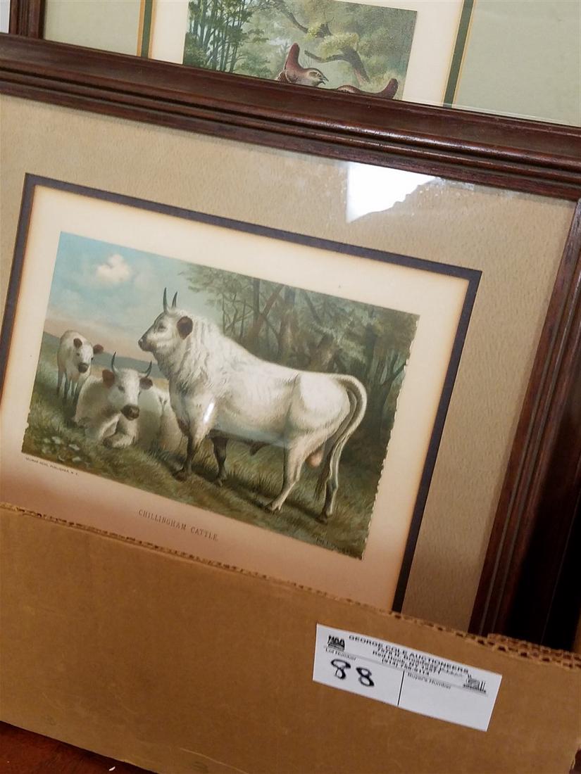 BOX 4 FRAMED ITEMS, DIPPER WAGTAILS + WRENS, PORCUPINE, (1 of 5)