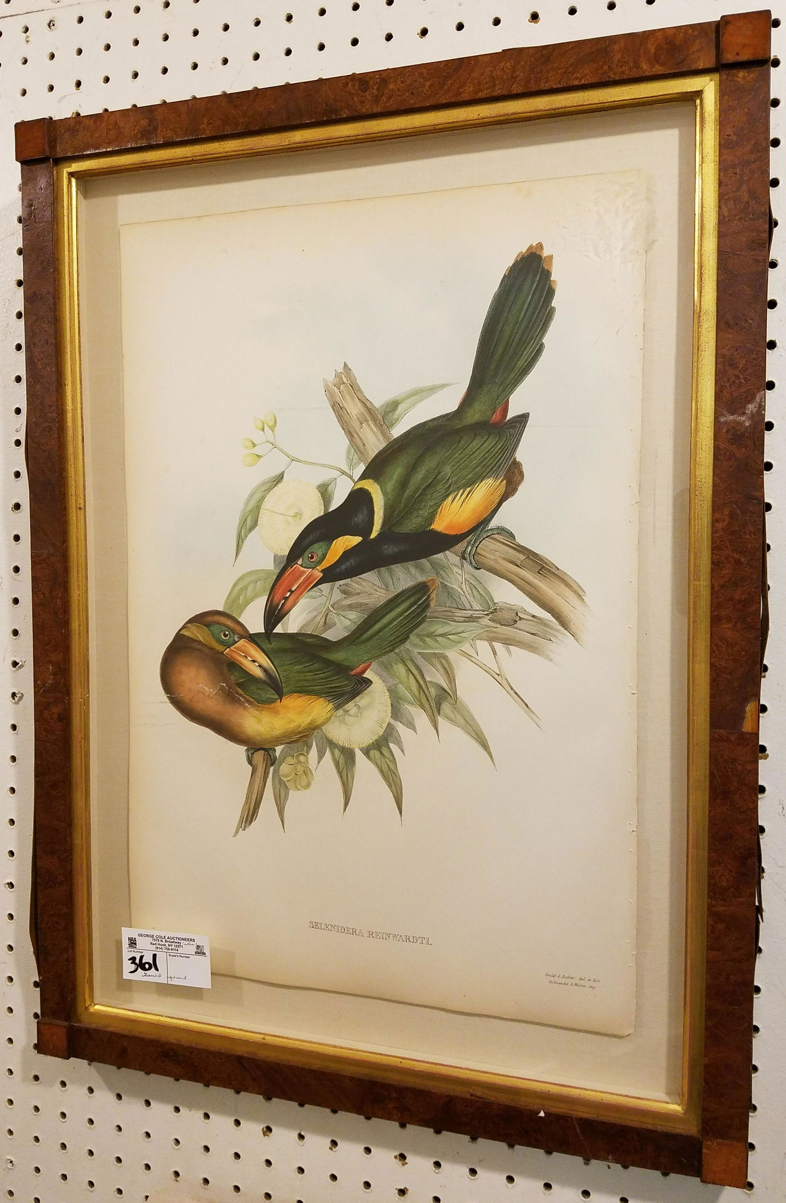 FRAMED GOULD PRINT OF TOUCANS 21 1/2" X 14 1/4" (1 of 3)