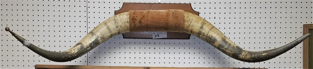 MOUNTED LONGHORN STEER HORNS 4 (1 of 2)